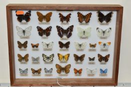 ENTYMOLOGY, a cased collection of thirty-one British Butterflies, case dimensions 40cm x 30cm (1)