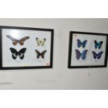 ENTOMOLOGY, two framed Entomology collections of eight Butterflies, comprising Mountain Blue