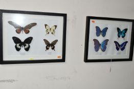 ENTOMOLOGY, two framed Entomology collections of eight Butterflies, comprising Mountain Blue