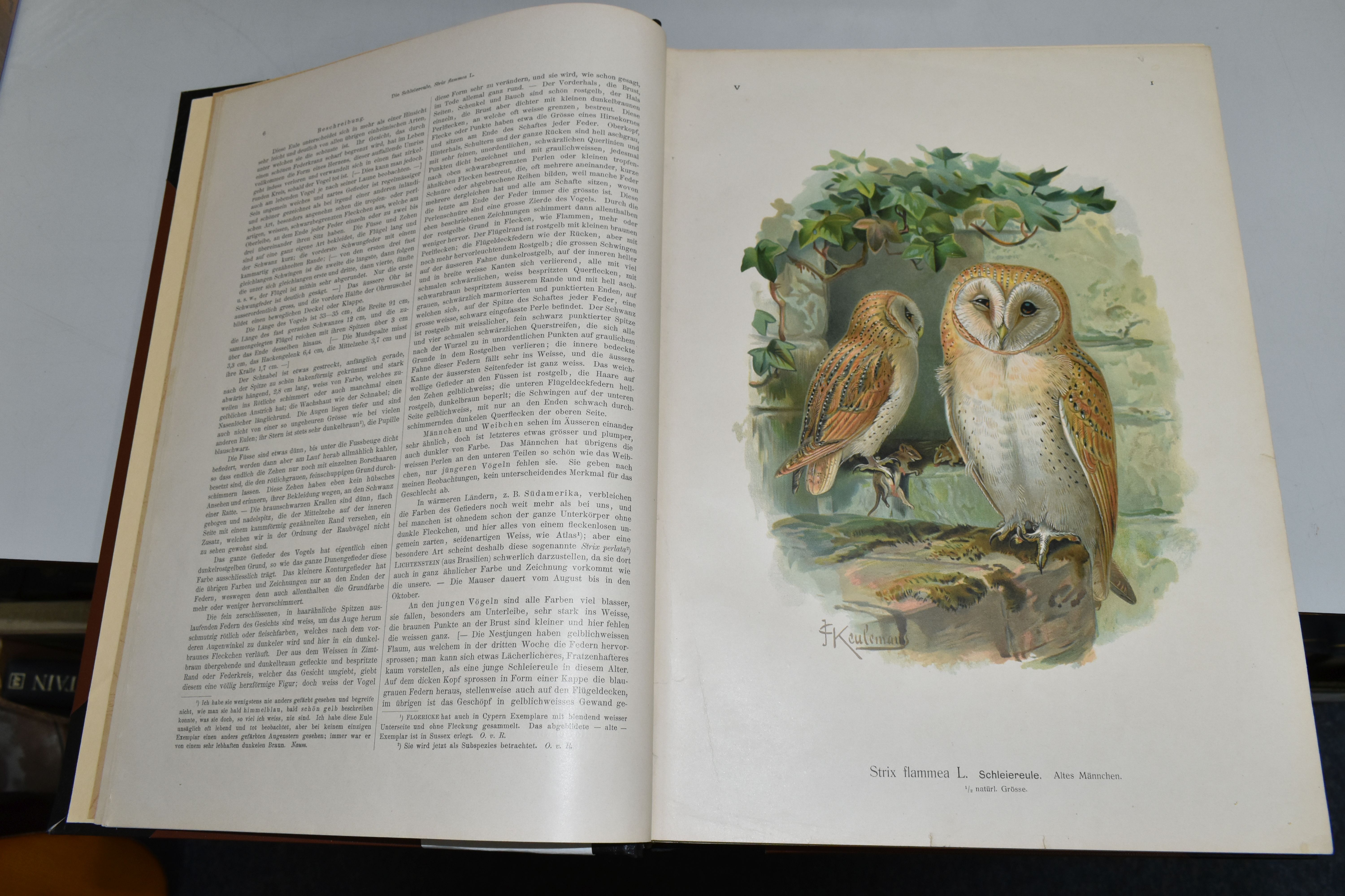 NAUMANN; J, Naturgeschichte der Vogel Mitteluropas, Band V (Raubvogel) 1898-99 Folio, i-iv, 334pp, - Image 3 of 8