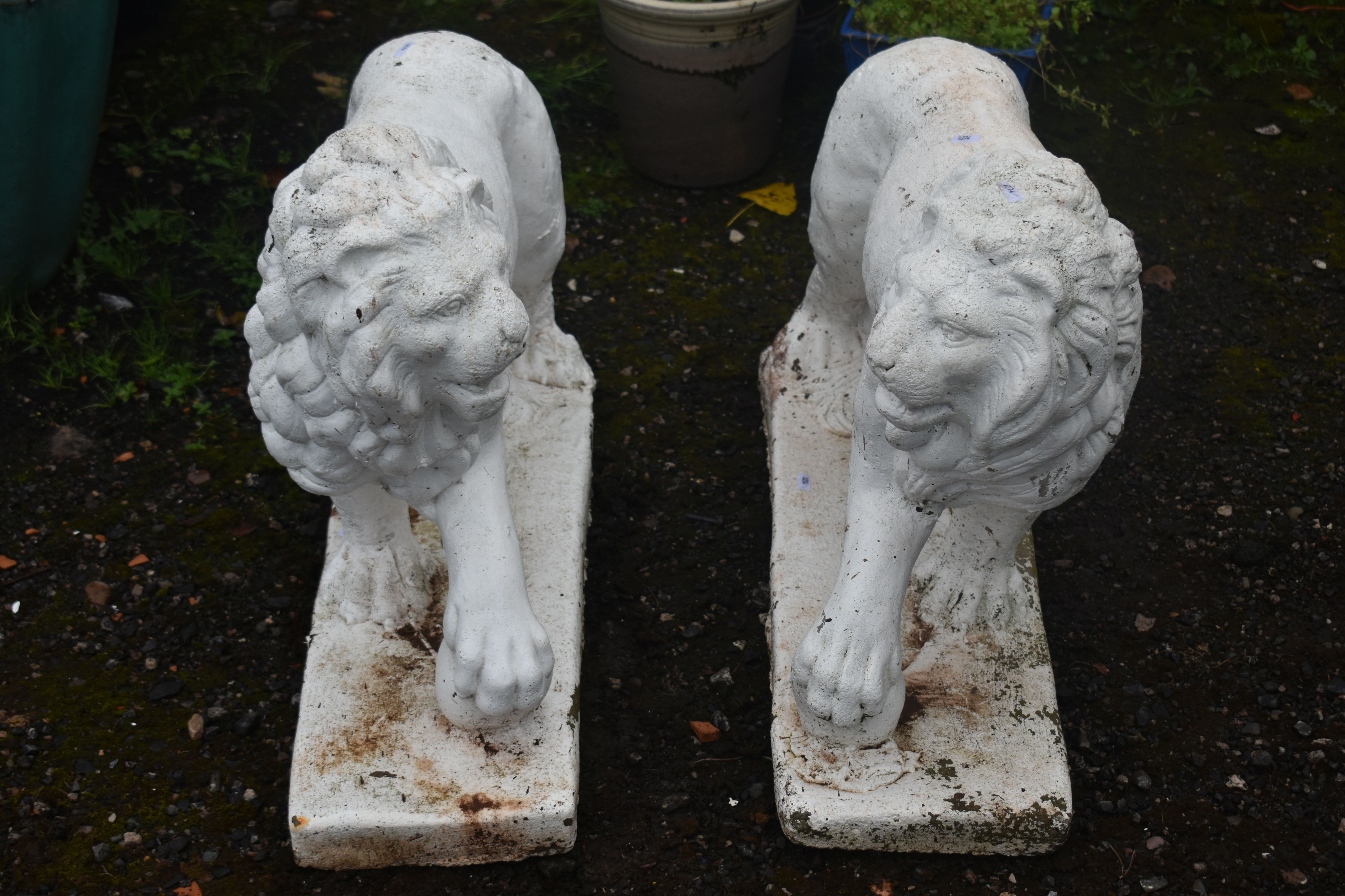 AN OPPOSING PAIR OF WHITE PAINTED COMPOSITE LIONS, with turned heads, and one front foot raised,