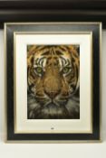 VALERIE SIMMS (BRITISH 1965) 'SURVIVAL', a close-up portrait of a Tiger, signed bottom right, pastel