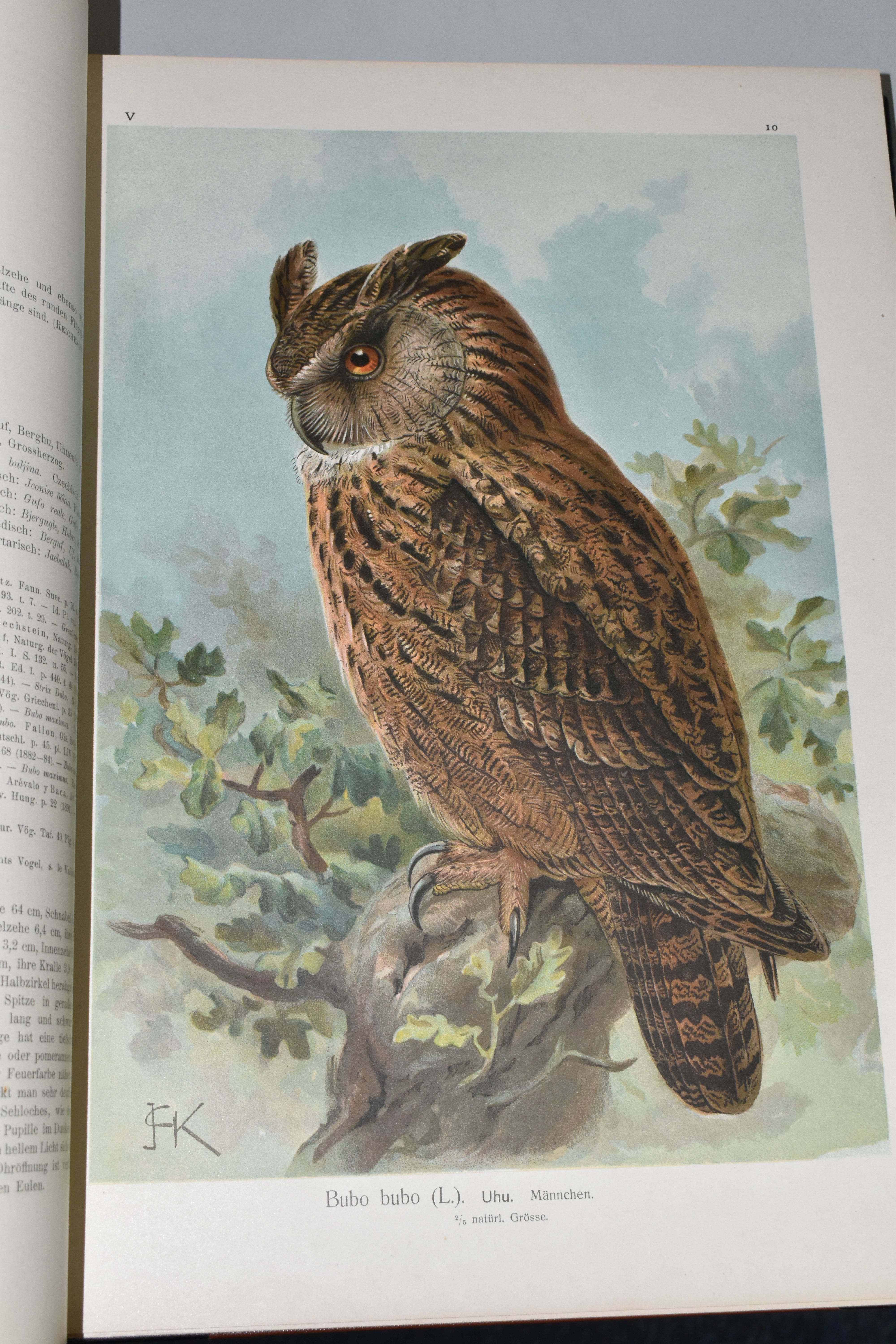 NAUMANN; J, Naturgeschichte der Vogel Mitteluropas, Band V (Raubvogel) 1898-99 Folio, i-iv, 334pp, - Image 5 of 8