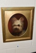 AN EARLY 20TH CENTURY PORTRAIT OF A TERRIER, no visible signature, oil on board, approximate maximum