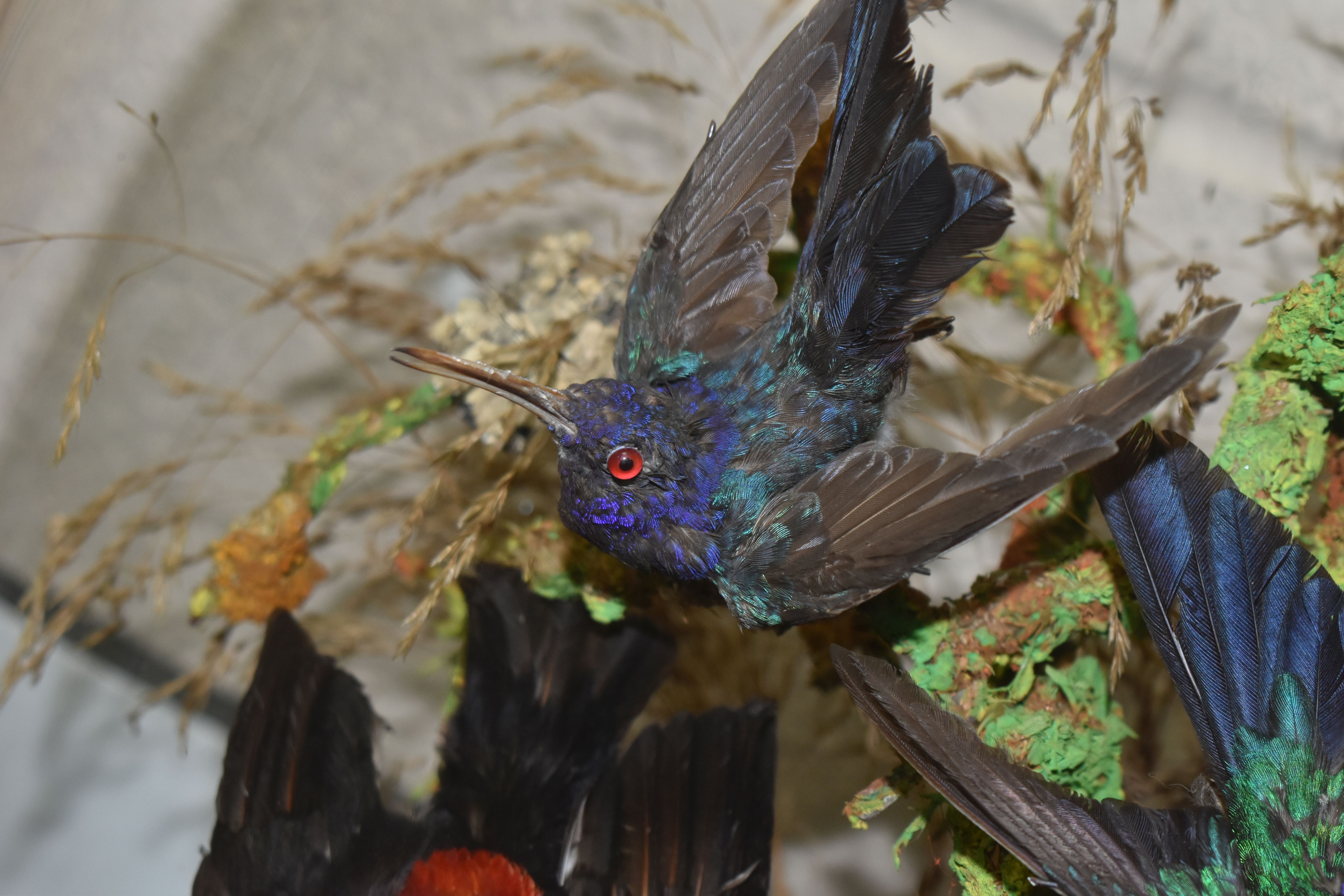 TAXIDERMY: A VICTORIAN GLASS DOME OF HUMMINGBIRDS AND OTHER EXOTIC BIRDS, approximate height 55cm - Image 7 of 7