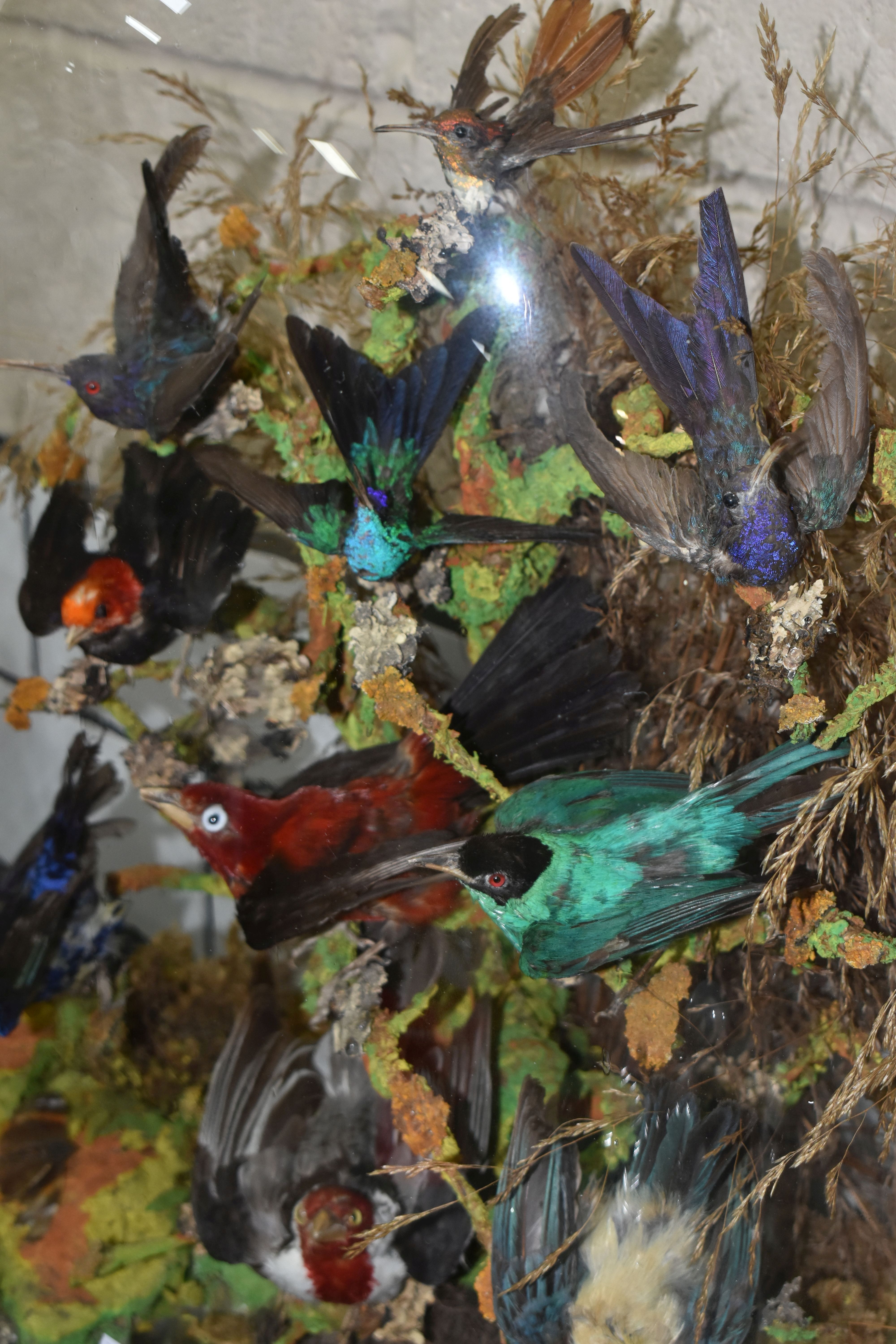 TAXIDERMY: A VICTORIAN GLASS DOME OF HUMMINGBIRDS AND OTHER EXOTIC BIRDS, approximate height 55cm - Image 4 of 7