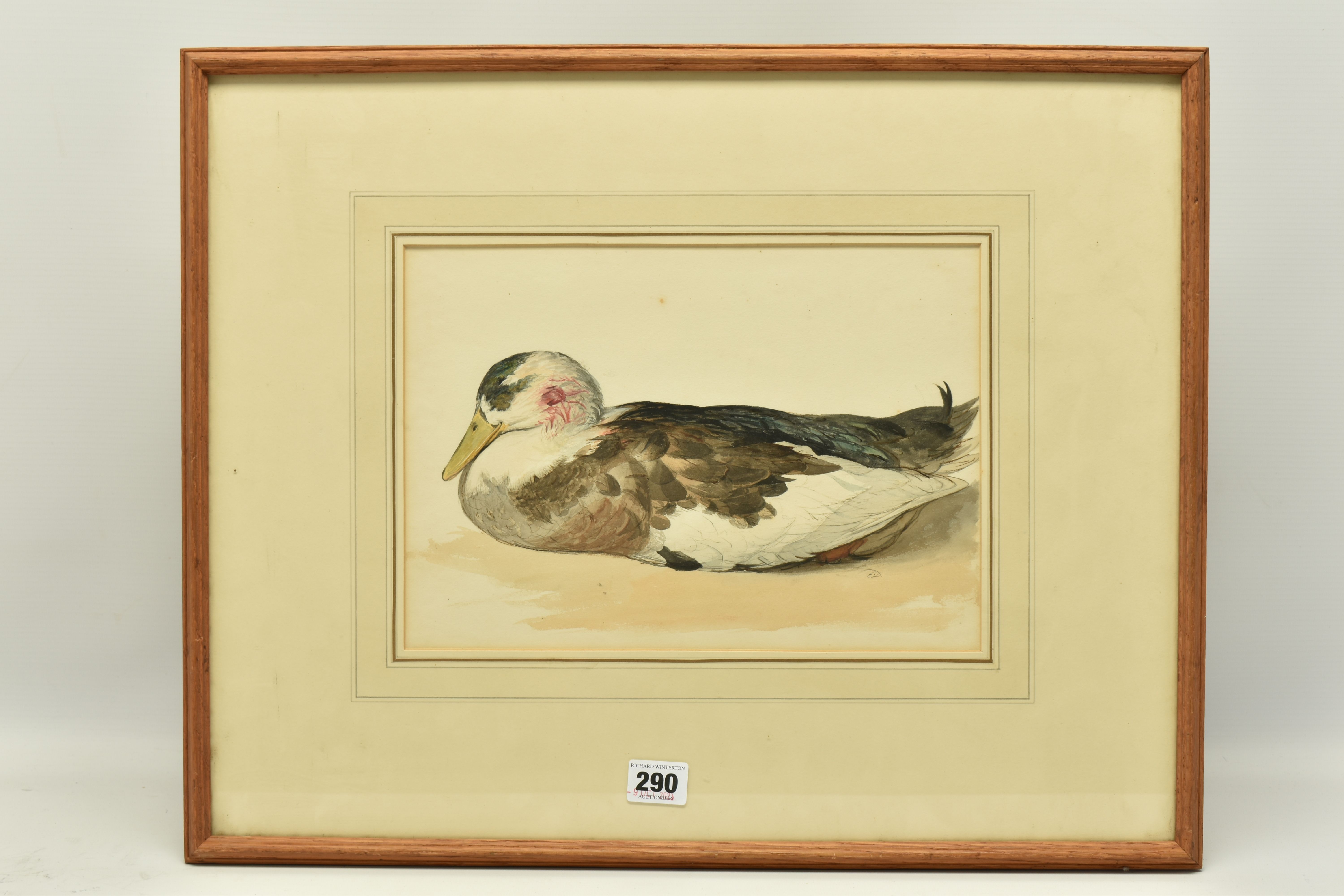 EDWARD THOMPSON DAVIS (1833-1867) 'MALLARD', a study of a duck with bloodied feathers to its head,