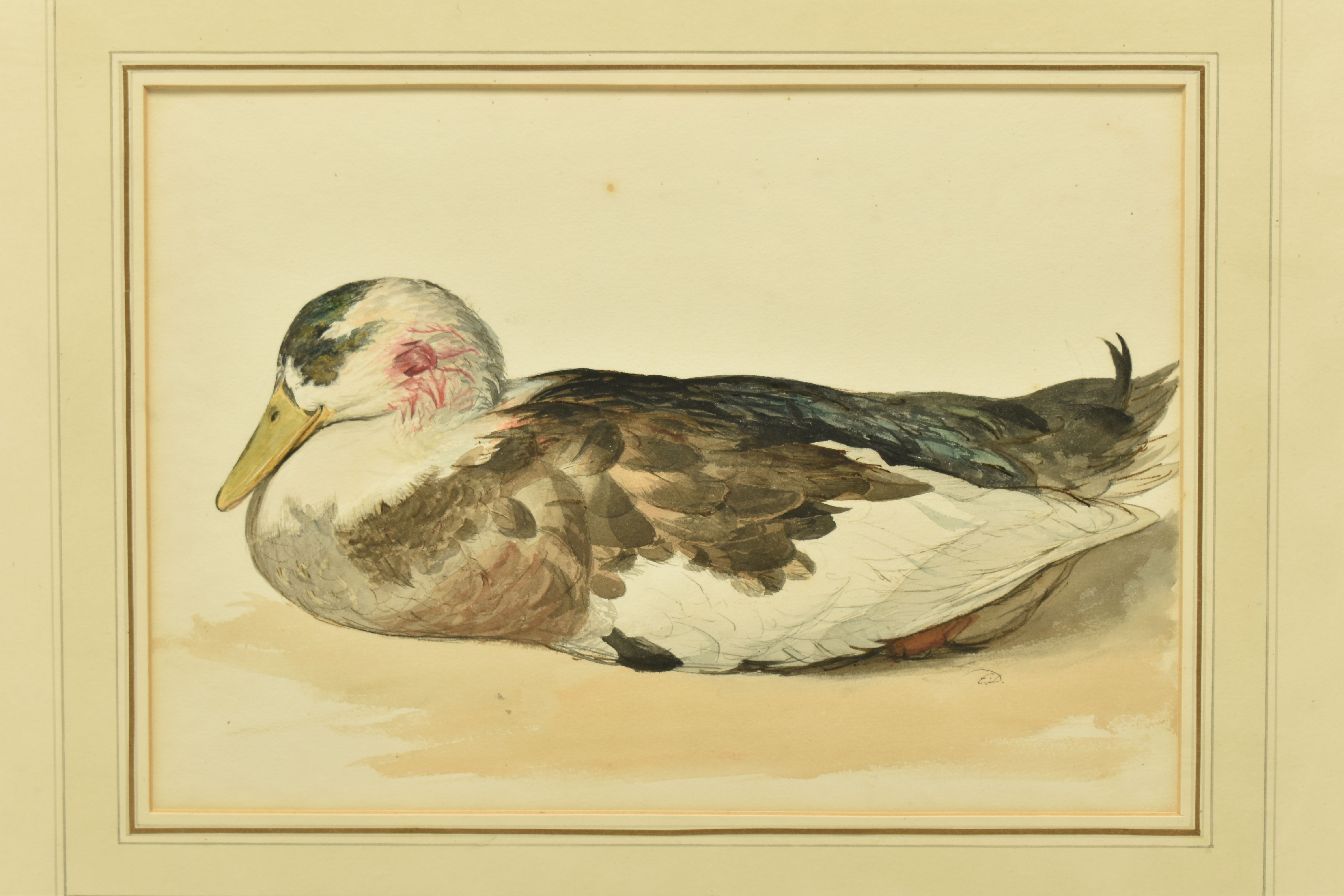 EDWARD THOMPSON DAVIS (1833-1867) 'MALLARD', a study of a duck with bloodied feathers to its head, - Image 2 of 5