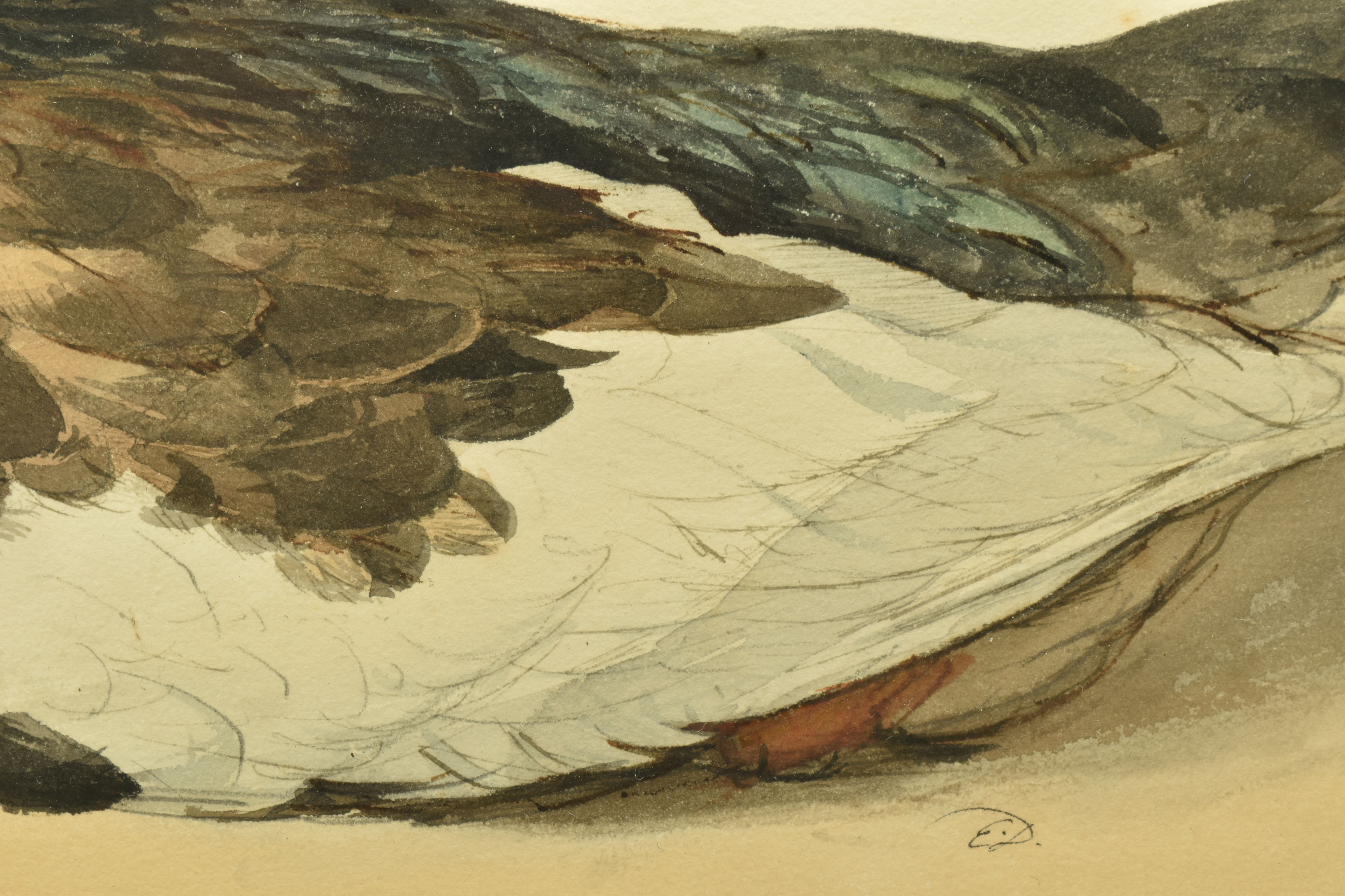 EDWARD THOMPSON DAVIS (1833-1867) 'MALLARD', a study of a duck with bloodied feathers to its head, - Image 4 of 5