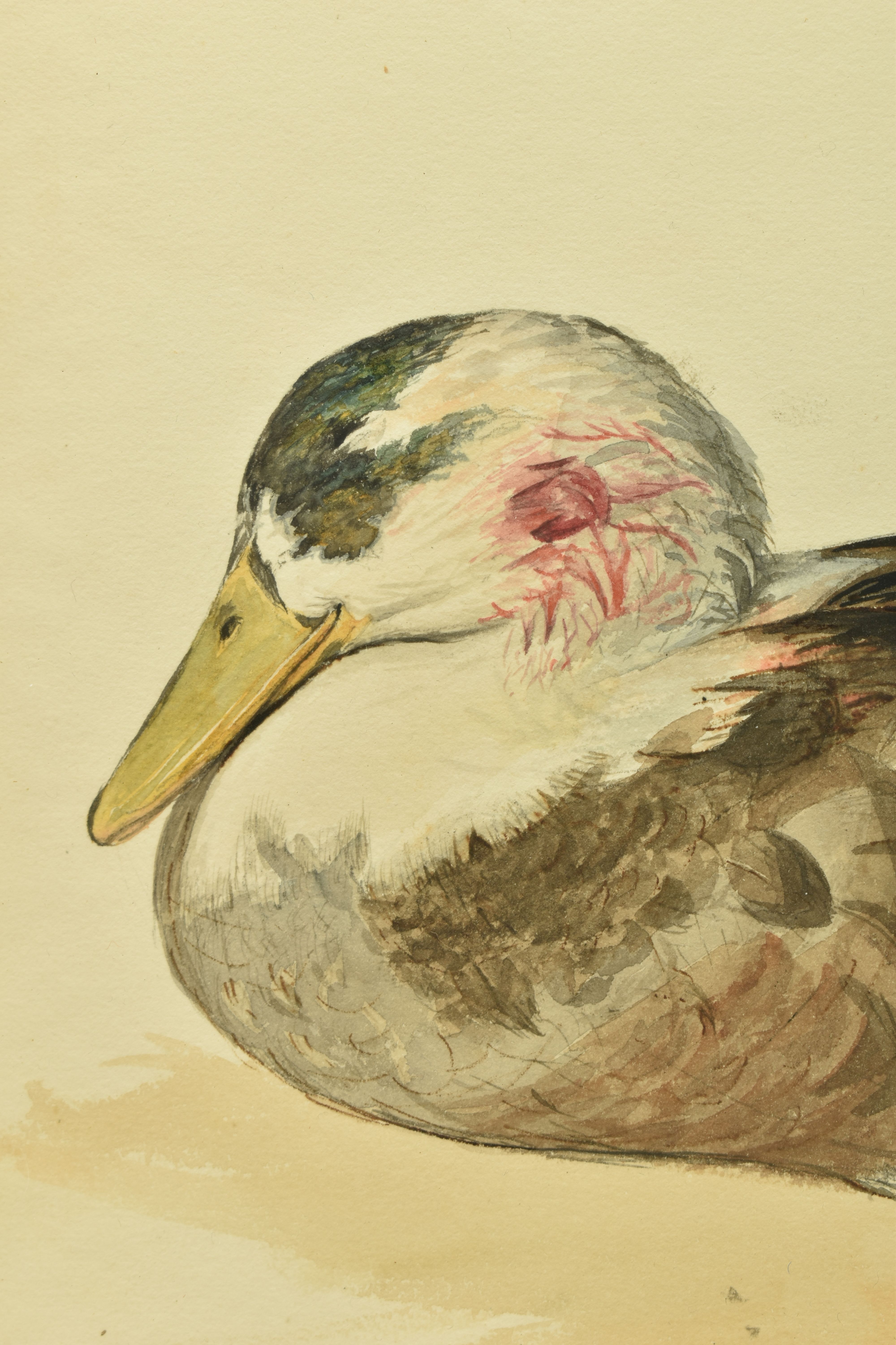 EDWARD THOMPSON DAVIS (1833-1867) 'MALLARD', a study of a duck with bloodied feathers to its head, - Image 3 of 5