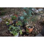 A SELECTION OF GARDEN PLANT POTS, to include four composite pots, and five plastic pots, all