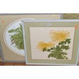 ARNOLD IGER (AMERICA 1949) TWO BOTANICAL ETCHINGS WITH COLOURS, comprising 'Boston Fern' signed,