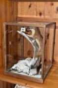 A CASED TAXIDERMY STOAT, a full mount adult climbing a frosty branch in a wooden framed glass