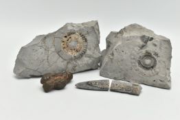 A SMALL SELECTION OF FOSSIL SPECIMENS, to include two halves of ammonite fossil with a further
