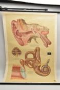 A MID 20TH CENTURY GERMAN BIOLOGY WALL CHART, describing the biology of the ear and the hearing