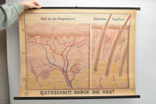 A VINTAGE GERMAN BIOLOGY WALL CHART, linen backed, width 95cm x 70cm, showing a cross- section of