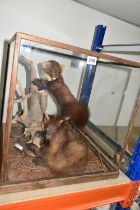 A MODERN PAIR OF TAXIDERMY PINE MARTENS, the pair are arranged around a natural wood setting,