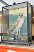 AN EARLY TWENTIETH CENTURY TAXIDERMY BARN OWL, cased in a naturalistic setting with ferns, rocks and