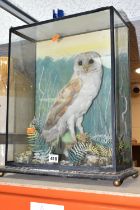 AN EARLY TWENTIETH CENTURY TAXIDERMY BARN OWL, cased in a naturalistic setting with ferns, rocks and