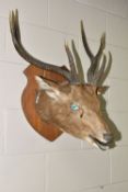 A TAXIDERMY STAG'S HEAD, six point antlers, mounted on a wooden shield, shield height
