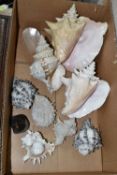 ONE BOX OF LARGE SEA SHELLS, to include two large conch shells, a shell inscribed Scilly Isles, five