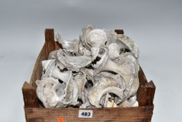 ONE WOODEN BOX OF OVER TWENTY CONCH SHELL REMNANTS, the shell bodies have been used to make mother