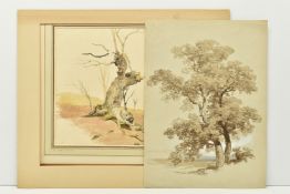TWO UNSIGNED 19TH CENTURY STUDIES OF TREES, the first with an attribution to James Stark 1794-1859
