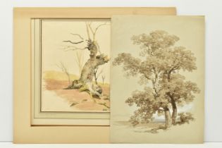 TWO UNSIGNED 19TH CENTURY STUDIES OF TREES, the first with an attribution to James Stark 1794-1859