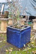 A LARGE SQUARE BLUE GLAZED PLANTER, containing a tassel bush, 52cm squared x height 50cm (