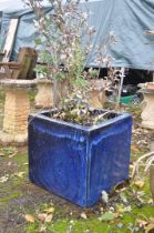 A LARGE SQUARE BLUE GLAZED PLANTER, containing a tassel bush, 52cm squared x height 50cm (