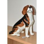 A BESWICK FIRESIDE BEAGLE 2300, black, red and white coat, height 33cm (1) (Condition Report: no