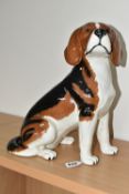 A BESWICK FIRESIDE BEAGLE 2300, black, red and white coat, height 33cm (1) (Condition Report: no