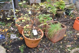 A PAIR OF TERRACOTTA RIBBED SQUARE PLANTERS, 36cm squared x height 35cm, and a pair of circular