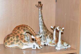 A GROUP OF LOMONOSOV AND SIMILAR PORCELAIN GIRAFFES, comprising a large grazing giraffe, height 14.