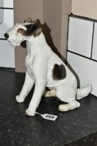 A NYMPHENBURG PORCELAIN FIGURE OF A SEATED FOX TERRIER, impressed no's 628 5, impressed shield mark,