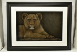 COLIN BANKS (BRITISH CONTEMPORARY) 'PATIENTLY WAITING', a portrait of a Lion cub waiting for its