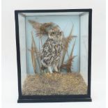 A cased taxidermy study of a Little Owl, in a naturalistic setting, 33cm high, 27cm wide, 24.5cm