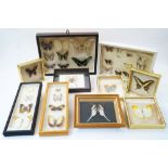 A collection of framed taxidermy butterflies and moths, with various species to include Graphium
