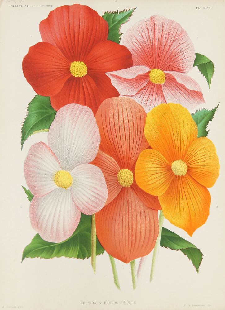 Pieter Joseph de Pannemaeker, Belgian 1832-1904- Heliconia Triumphans; lithograph printed in - Image 2 of 4