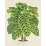 Pieter Joseph de Pannemaeker, Belgian 1832-1904- Heliconia Triumphans; lithograph printed in