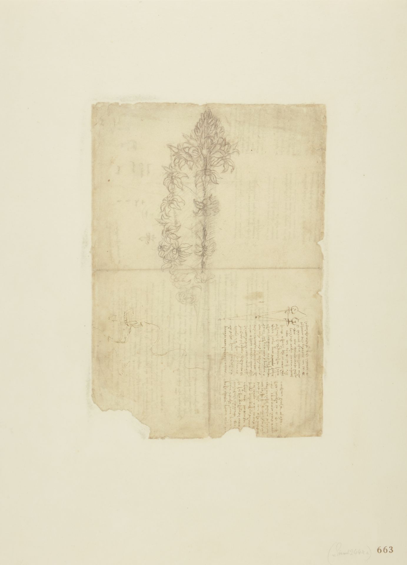 After Leonardo Da Vinci, Italian 1452-1519, Leonardo's Codex Atlanticus: 25 plates including, Fo... - Image 2 of 4
