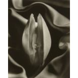 Ruth Bernhard, American 1905–2006, Shells in Silk, 1939; Symbiosis, 1971; Abstract Torso, 1947; ...