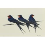 Martin Salmon,  British 20th century -  Swallows (Hirundo Rustica);  gouache, signed and titled...