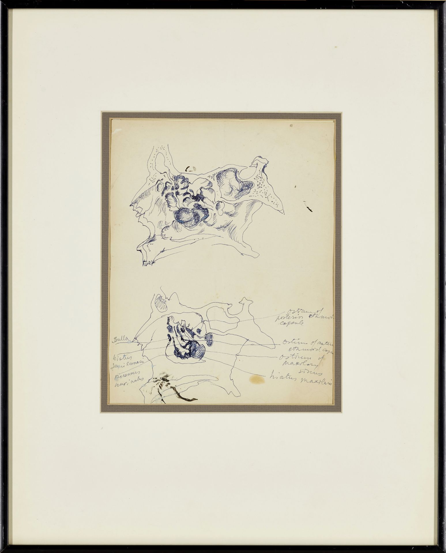 Pavel Tchelitchew,  American/Russian 1898-1957 -  Studies of Bones;  pen and blue ink on paper,... - Image 2 of 3