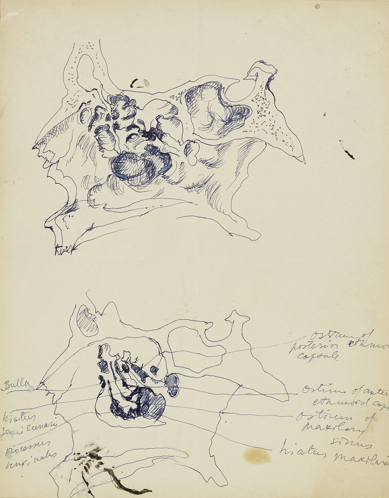 Pavel Tchelitchew,  American/Russian 1898-1957 -  Studies of Bones;  pen and blue ink on paper,...