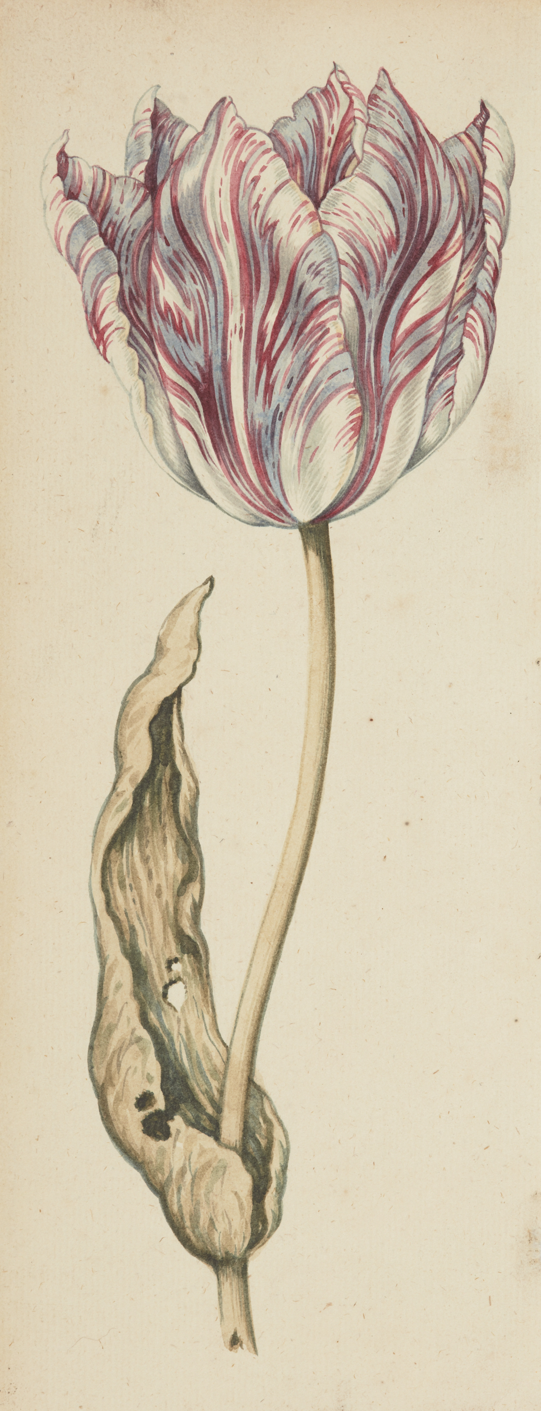 Attributed to Anthony Claesz. the Younger,  Dutch 1616-1652-  Study of a tulip;  watercolour on...