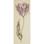 Attributed to Anthony Claesz. the Younger,  Dutch 1616-1652-  Study of a tulip;  watercolour on...