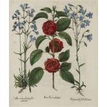Basilius Besler,  German 1561-1629-  Botanical Studies from 'Hortus Eystettensis';  hand-colour...