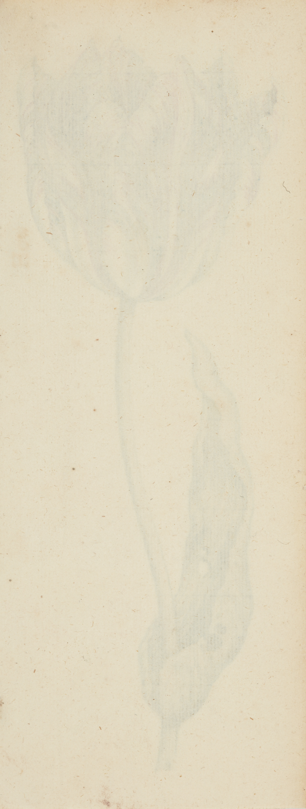 Attributed to Anthony Claesz. the Younger,  Dutch 1616-1652-  Study of a tulip;  watercolour on... - Image 2 of 2