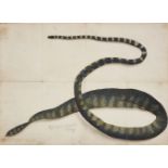 A Company School painting of the skin of the sea snake (Hydrophis gracilis), India, circa 1790, ....